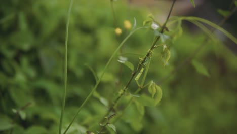 in this serene scene a focused indian plant sways gently in the wind, its intricate details highlighted against an unfocused dreamy background on the tropical indian forest showcaising tropical flora