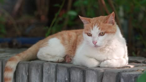 orange cat resting and sleeping on the windowsill