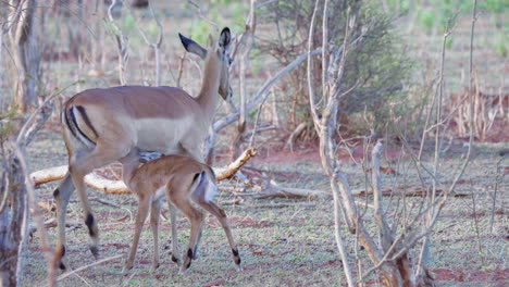 foto de teleobjetivo de un ternero impala bebiendo de la tetina de la madre impala