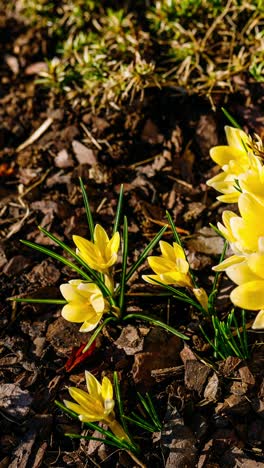 nature awakens with yellow flowers blooming in early spring sunshine.