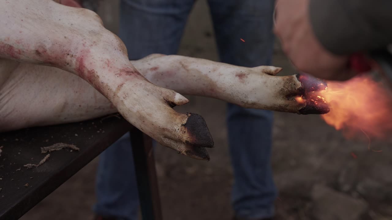torch flame burns pig hoof while body rests on wooden surface