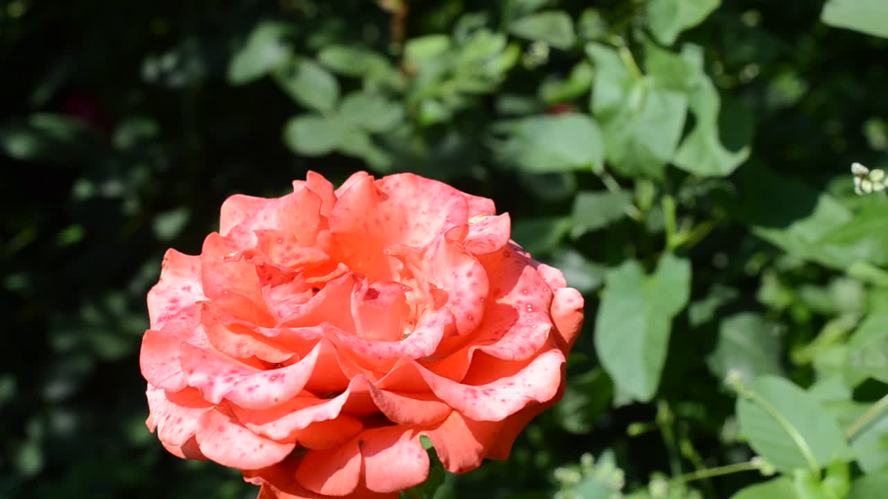 Busk af røde roser. Det er mange roser, der blomstrer rigeligt.