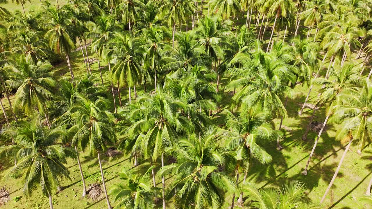 Drone shot, dense coconut palm grove swaying gently in bright tropical sunlight