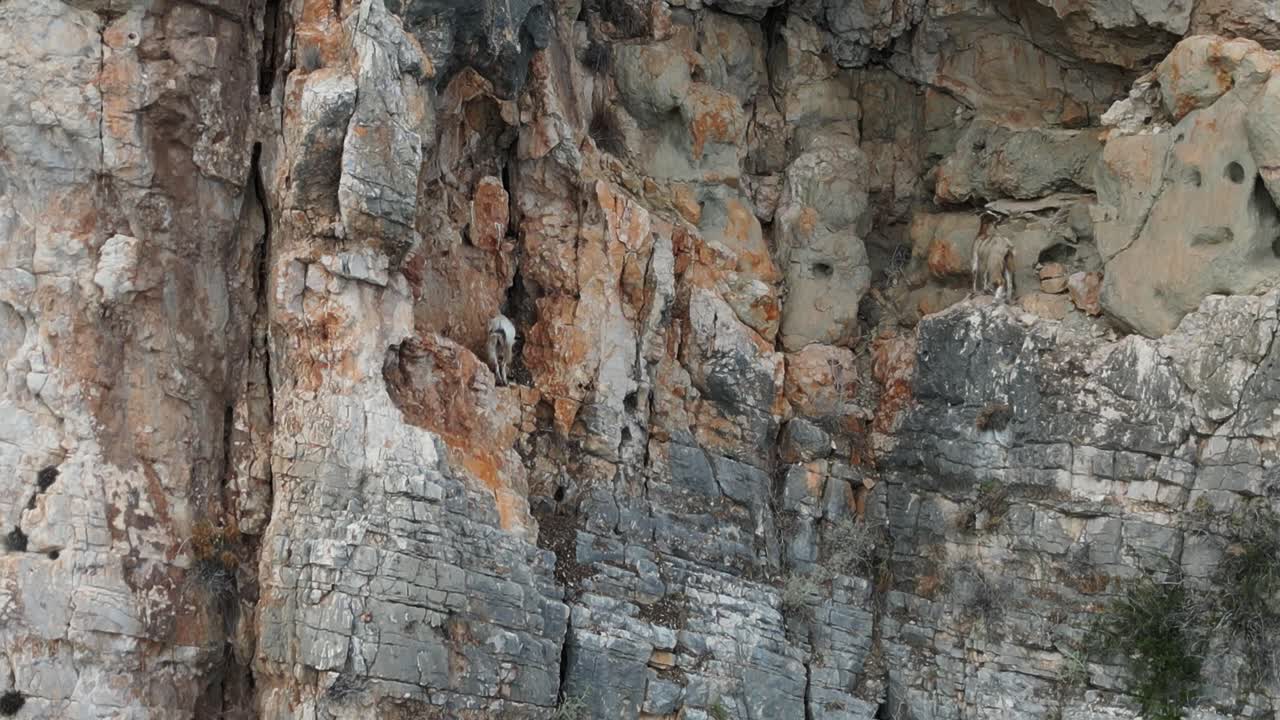 Aerial view of wild goats climbing on the rocks in Sardinia, Italy.