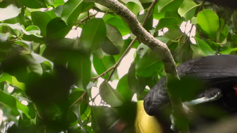 swainson's toucan perched on branch seen eating seeds in jungle setting