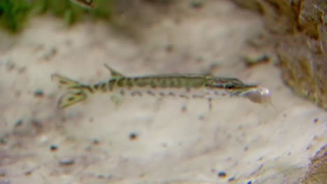 Juvenile-Muskellunge-Fütterung