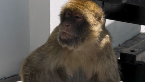 Grumpy-barbary-macaque-monkey-male-sitting-by-house-wall-in-Gibraltar