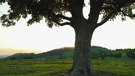 a view of a tree trunk on the flying flies and insects on the side of the trunk that is heavily lit with the sunnytree is on top of a hill ‘surrounding nature mountains hills on the horizon