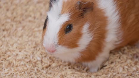 Wary-Guinea-pig-chewing-grain---face-closeup