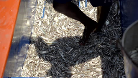 fresh anchovy fish shuffling in fish harbour