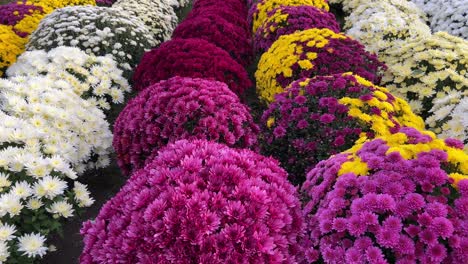 many chrysanthemum flowers growing in pots for sale in a flower shop many chrysanthemum flowers growing in pots for sale in a flower shop