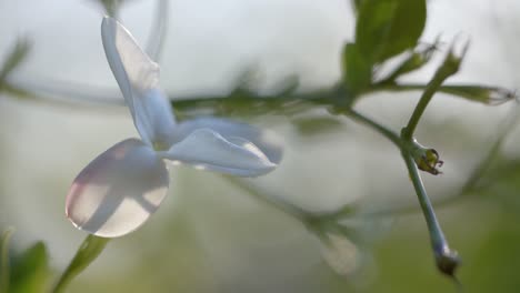 close up of plant with green leaves and white flower on sunny day, slow motion