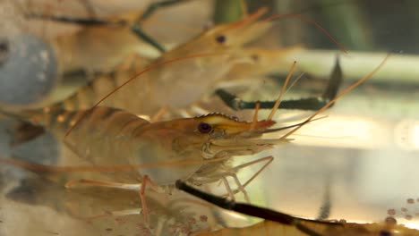 live shrimp in an aquarium