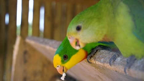 pair of superb parrot eating seeds from a person in spain