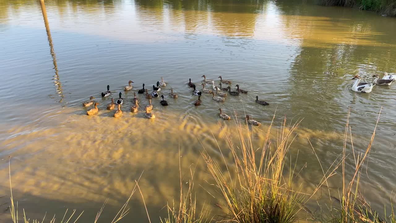 Flock of wild ducks swimming in muddy pond water on sunny day