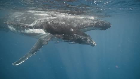 un primer plano submarino de ballenas jorobadas nadando una al lado de la otra en vava'u tonga