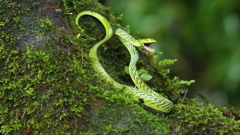 a green vine snake in a attacking posture with its mouth wide open showing its pink interiors in the western ghats of india moving its head, on a moss covered wooden tree trunk in a ever green forest