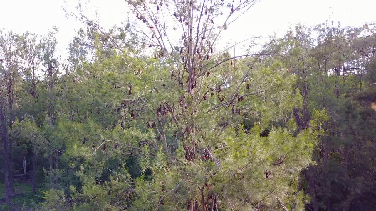 Rising aerial of thousands of fruit bats hanging from trees in Carnarvon National Park 1