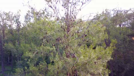 Rising-aerial-of-thousands-of-fruit-bats-hanging-from-trees-in-Carnarvon-National-Park-1