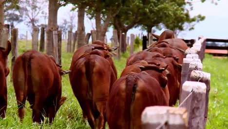 Red-Brahman-cattle-are-native-to-India