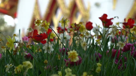 Ein-Windhauch-Weht-Durch-Ein-Tulpen--Und-Narzissenblumenfeld-Und-Einen-Versteckten-Thailändischen-Buddhistischen-Tempel-Im-Hintergrund