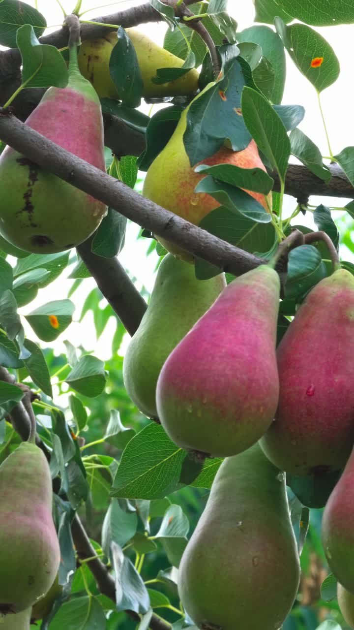 Fresh pears growing on a tree in a sunny orchard during the daytime
