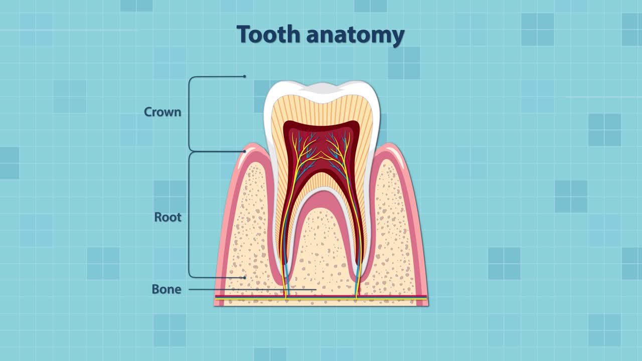 Educational animation gradually labels and highlights tooth anatomy, including crown, root, enamel, dentin, pulp, gum, and supporting bone, using clear vector graphics and smooth transitions