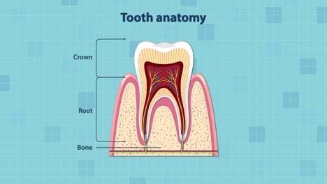 educational animation gradually labels and highlights tooth anatomy, including crown, root, enamel, dentin, pulp, gum, and supporting bone, using clear vector graphics and smooth transitions