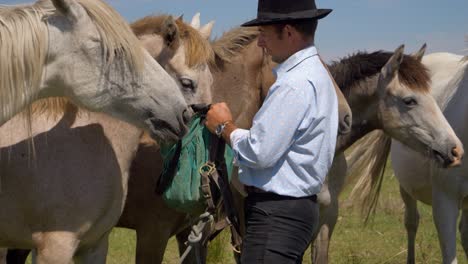 vaquero alimentando a su manada de hermosos caballos en el sur de francia