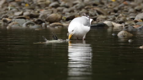 Möwe-Beim-Fressen-Ausgebrütet,-Toter-Lachs-Im-British-Columbia-River