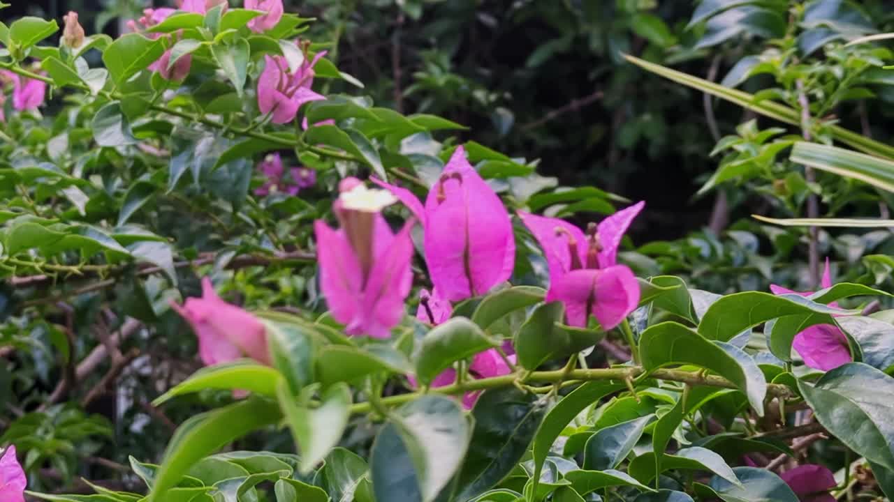 Scenic static shot of blooming, pink Paperflowers (Bougainvillea flowers) swaying in the wind during daytime.