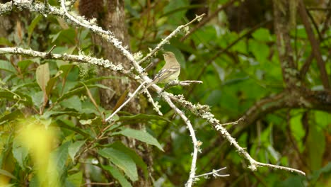 Olive-colored-tanager-similar-bird-taking-flight-from-a-mossy-branch-in-the-middle-of-a-jungle