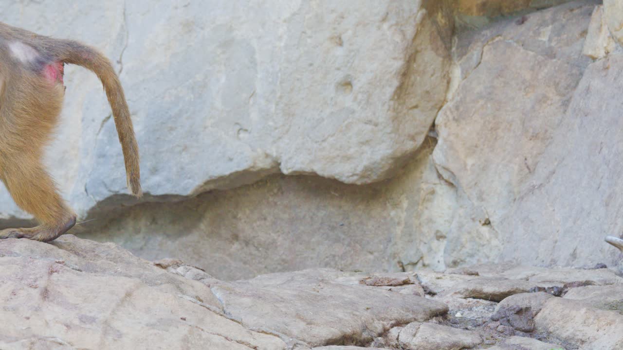 A single baboon moves steadily across a sunlit rocky landscape, captured in a medium shot with natural lighting and a stable camera angle