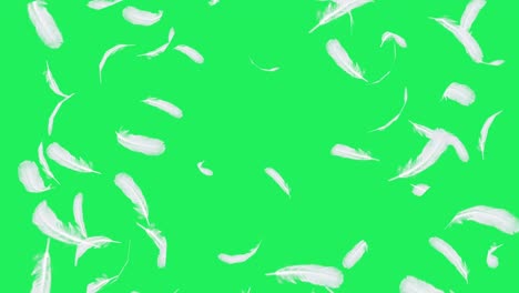 realistic white feather floating on green background.