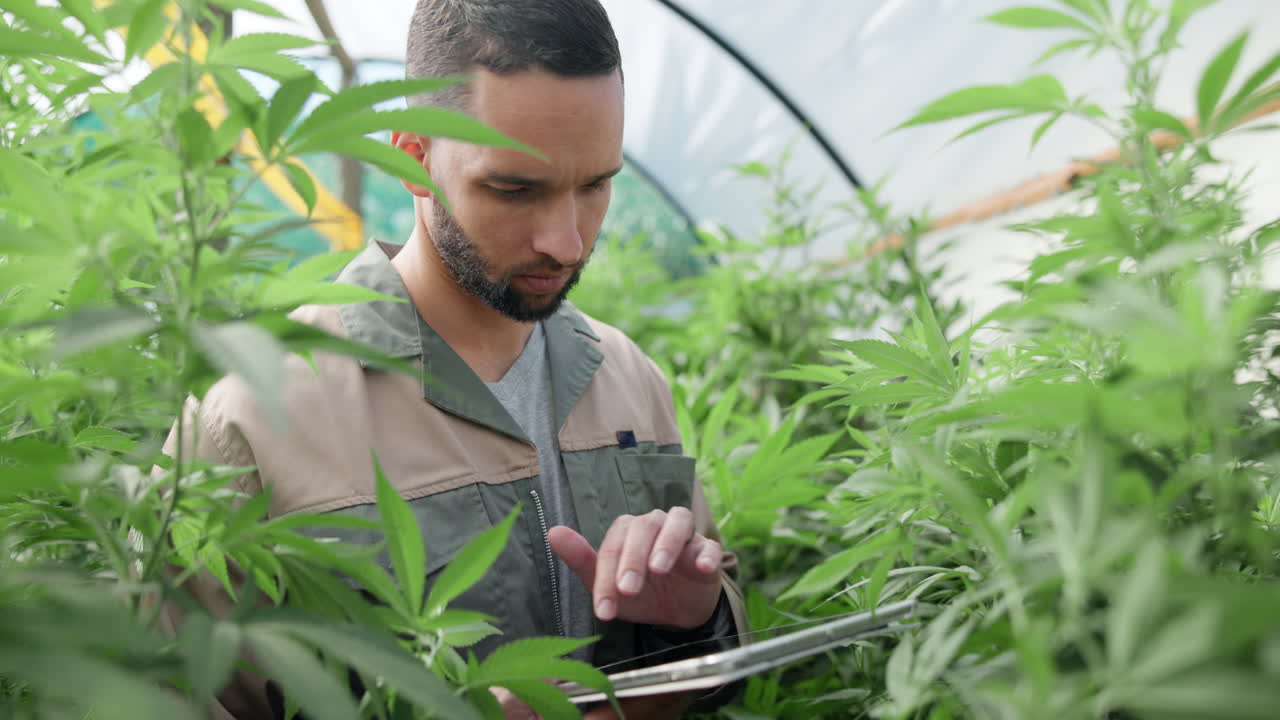 Man inspecting cannabis plants in a greenhouse