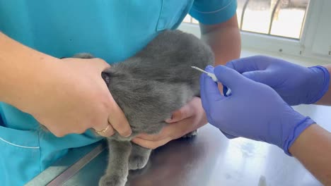 veterinarian checking a cat's microchip