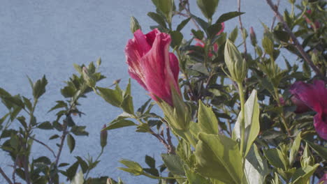 Flor-Roja-Doblada-En-Una-Brisa-Ligera