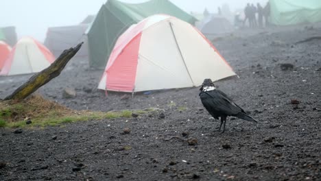 a white-necked raven passes by tents encountered while climbing mount kilimanjaro near