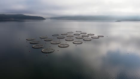 aerial view of trout farm with circular cages in lake