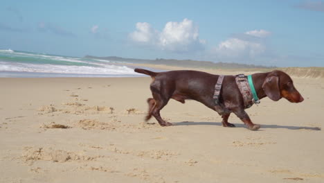 sausage dog shaking off the water in slow motion on the beach