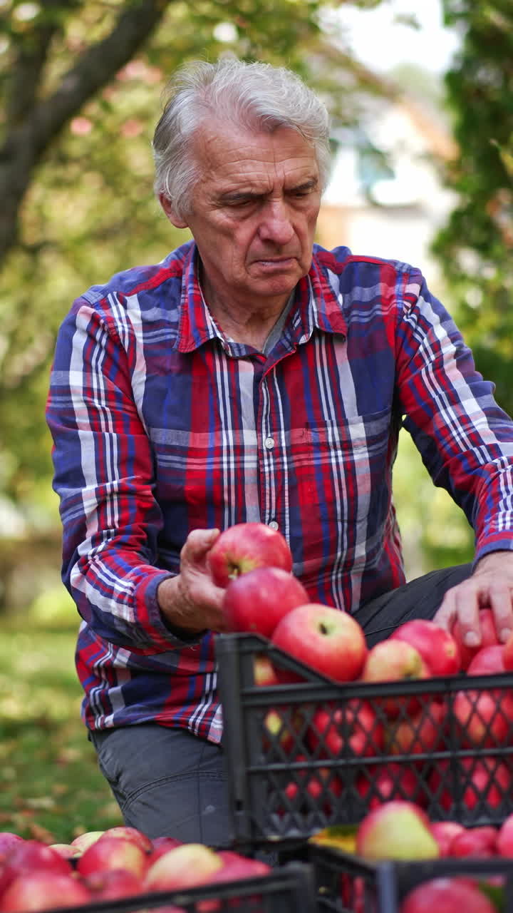 Looking over the red ripe apples after picking them from trees. Adult man checking the fruit put into boxes. Vertical video