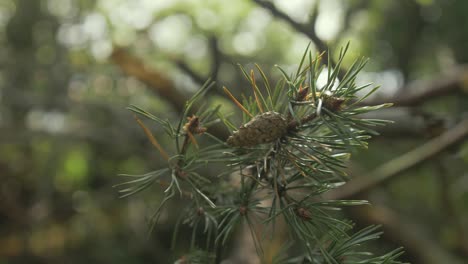 pine cone on branch of fir tree by lake shore