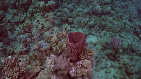 purple barrel sponge on coral reef in the red sea