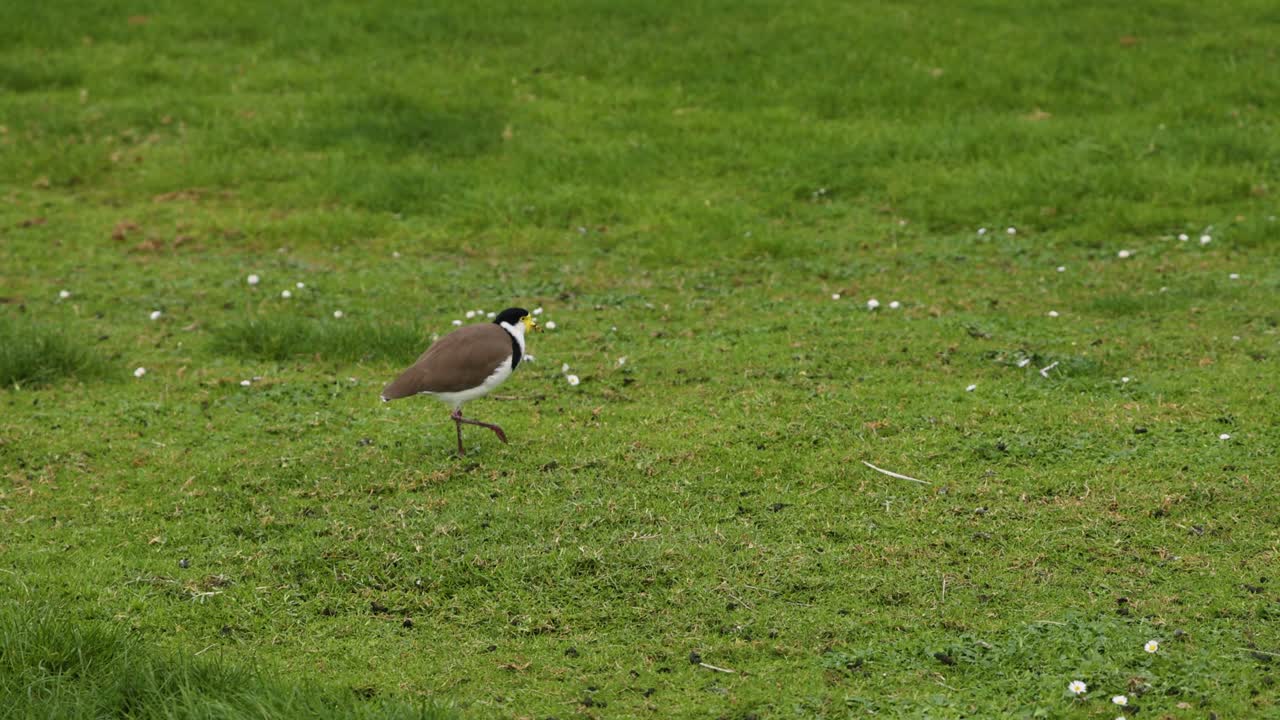 잔디 에서 고 있는 마스크 를 입은 날 새