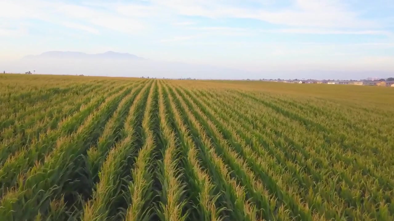 Golden California cornfield captured in sweeping aerial drone flyover, showcasing vibrant agriculture landscapes, rural beauty, and cinematic farmland textures for stock footage buyers.