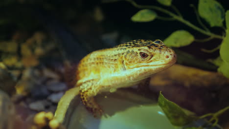 gerrhosaurus mayor lagarto primer plano 4k video