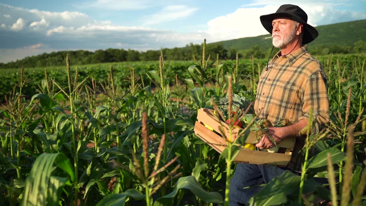 retrato de vista lateral del agricultor que lleva una caja de verduras orgánicas mira la cámara a la luz del sol agricultura granja campo cosecha jardín nutrición orgánico fresco retrato al aire libre cámara lenta