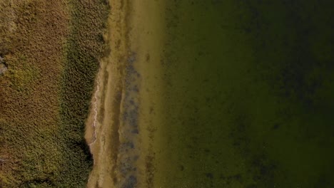 juncos en la orilla del lago con aguas tranquilas en colores verdes marrones, vista de pájaro