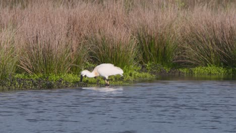 pájaro cucharón eurasiático pastando en cañas en aguas poco profundas de la orilla del río