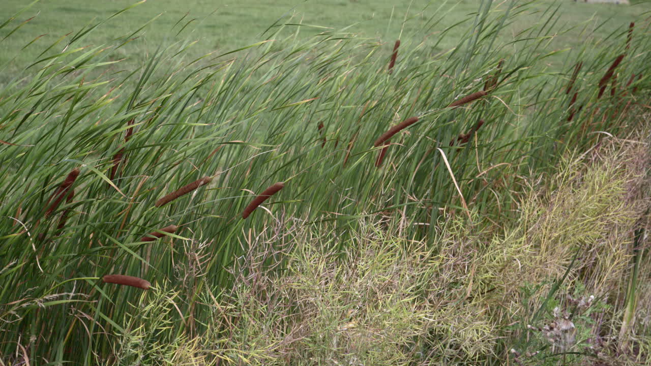 cámara lenta de totora o junco, al lado de un prado que sopla en el viento, los países bajos
